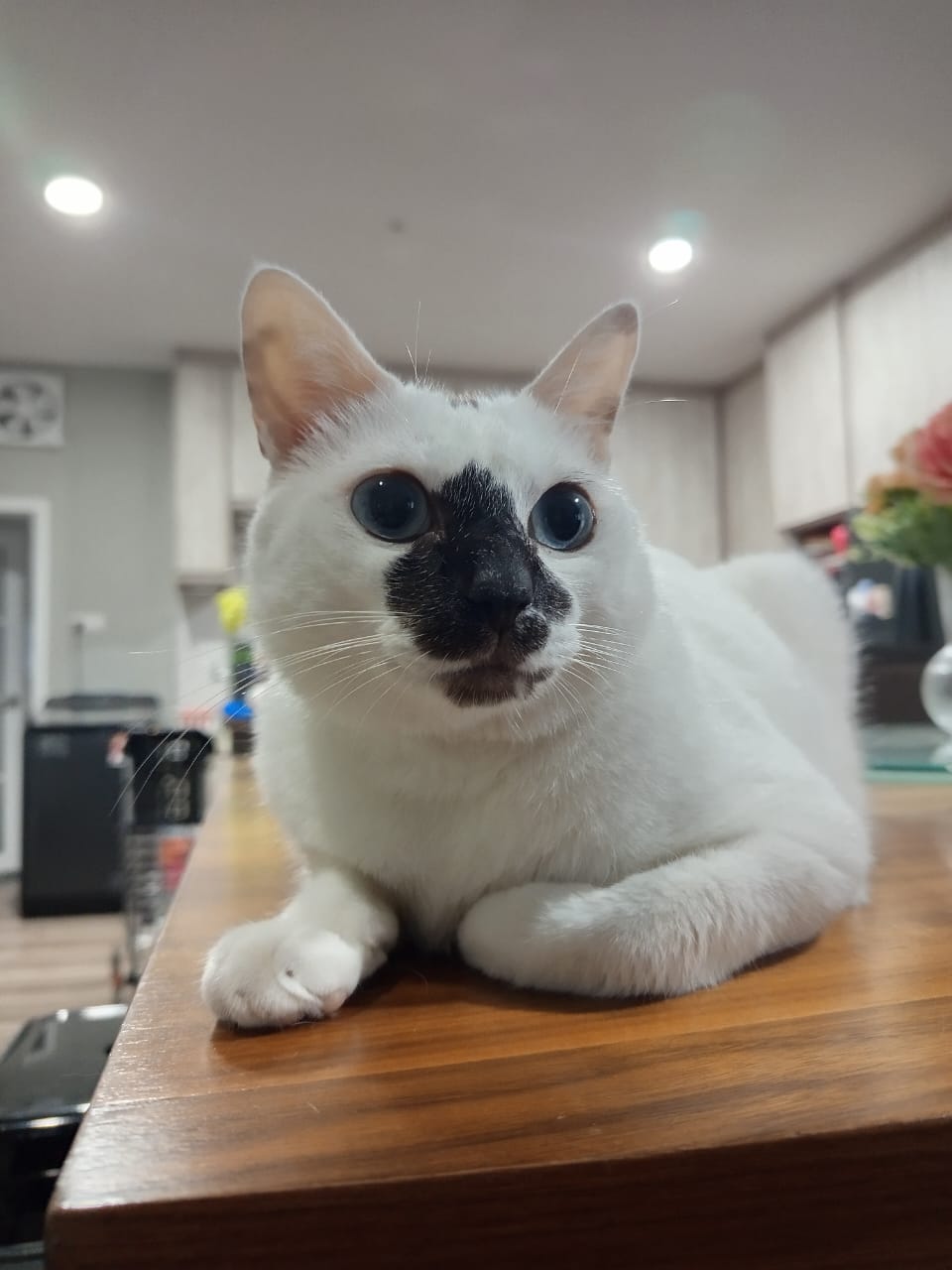 Playful Cat